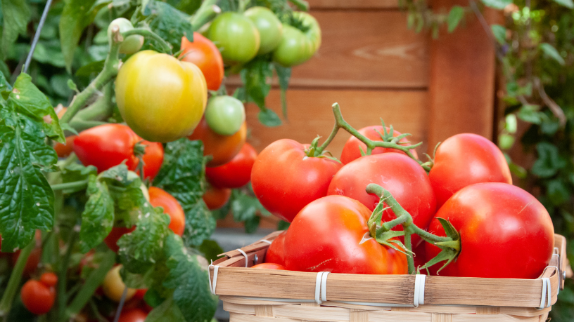 Transparência e segurança: Aldo Vendramin mostra como boas práticas de gestão garantem alimentos confiáveis e marcas sustentáveis.