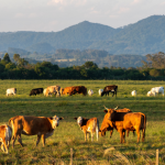 Como João Eustáquio De Almeida Junior demonstra que a disciplina agropecuária, aliada à organização financeira, é essencial para a sustentabilidade e o crescimento dos negócios.