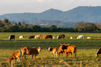 Como João Eustáquio De Almeida Junior demonstra que a disciplina agropecuária, aliada à organização financeira, é essencial para a sustentabilidade e o crescimento dos negócios.