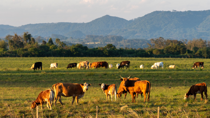 Como João Eustáquio De Almeida Junior demonstra que a disciplina agropecuária, aliada à organização financeira, é essencial para a sustentabilidade e o crescimento dos negócios.