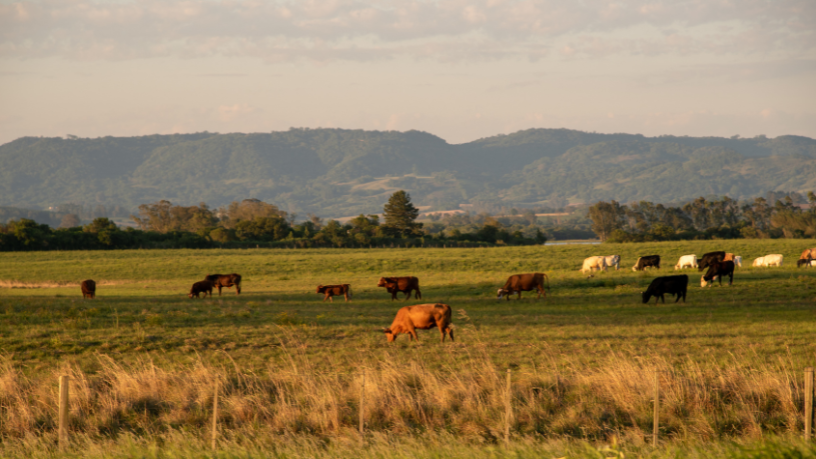 A experiência de João Eustáquio De Almeida Junior revela como a disciplina no campo e a organização financeira estruturam decisões sólidas nos negócios agropecuários.