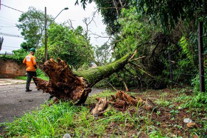 Trabalhador remove uma árvore caída em uma rua após um temporal.