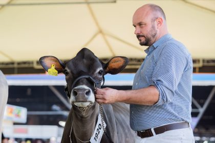 Homem apresenta uma vaca durante uma exposição pecuária em ambiente interno, com o público ao fundo.