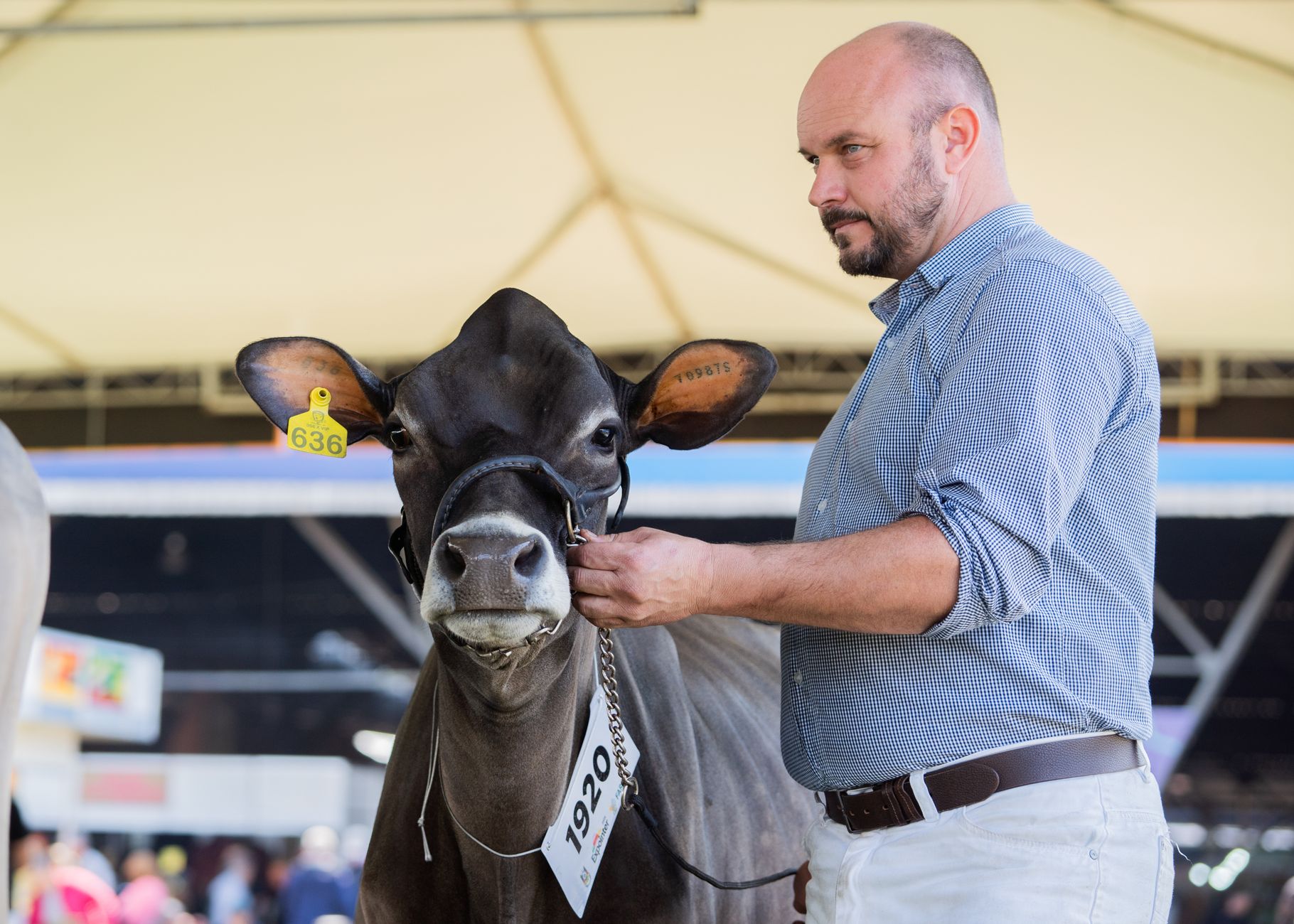 Homem apresenta uma vaca durante uma exposição pecuária em ambiente interno, com o público ao fundo.