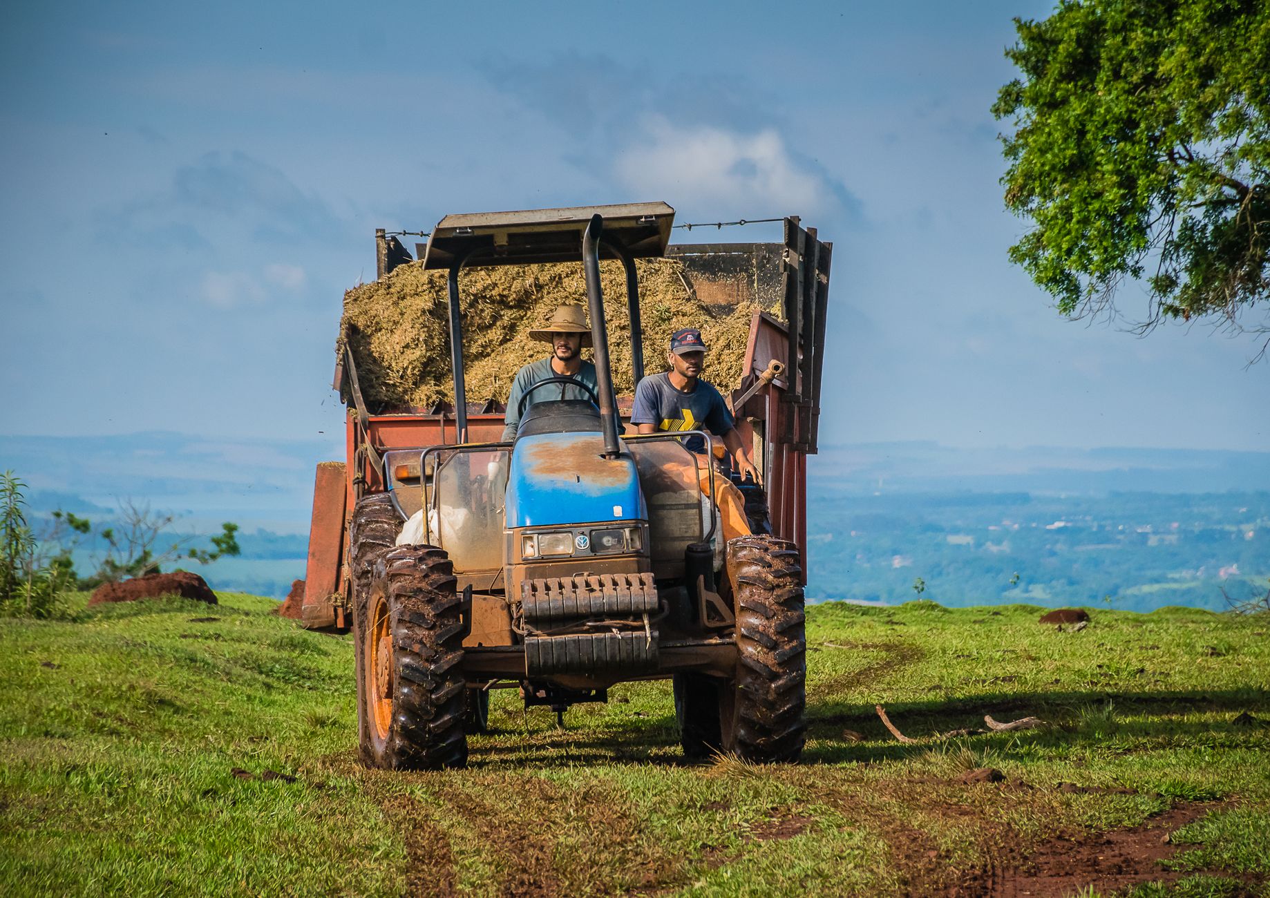 Dois agricultores conduzem um trator que transporta fardos de feno por uma área rural.